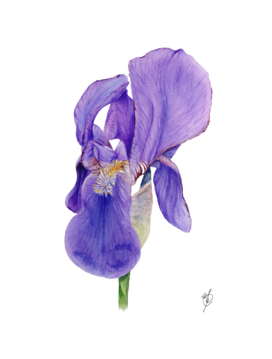 Iris