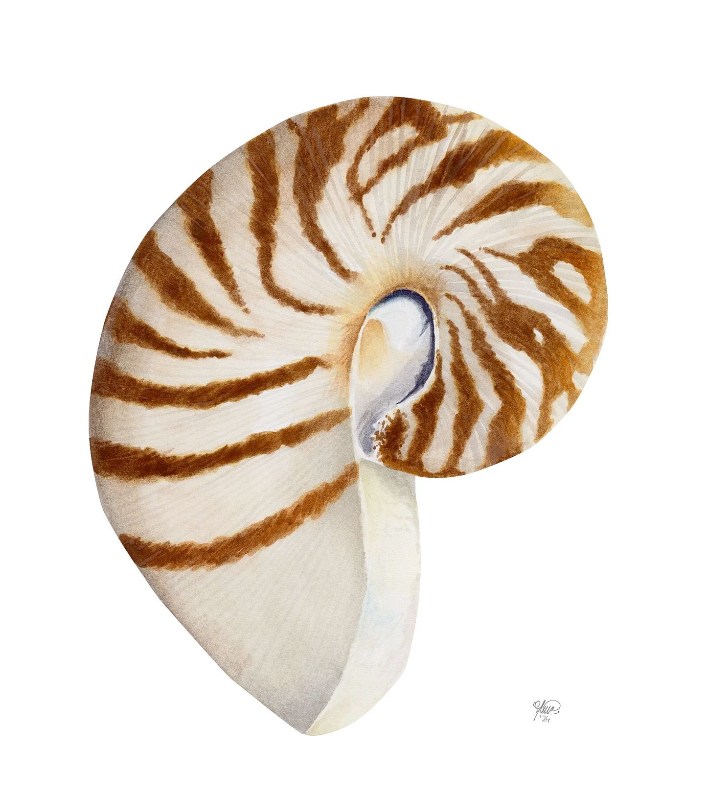 Il Nautilus